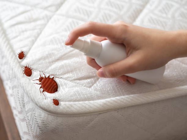 Best Flea Control Services  in Arlington, TX